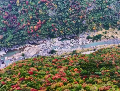 色彩盛宴!丰都龙河峡谷彩林进入最佳观赏期